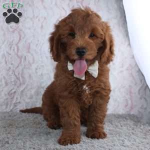 Travis, Mini Goldendoodle Puppy
