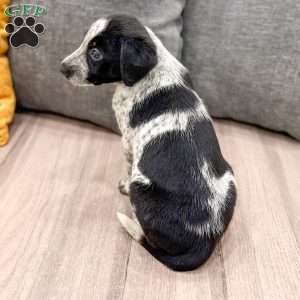 Minnie, Dalmatian Mix Puppy