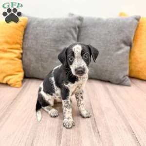 Minnie, Dalmatian Mix Puppy