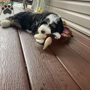 Lola, Mini Bernedoodle Puppy