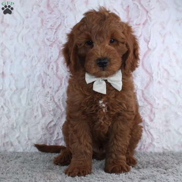 Travis, Mini Goldendoodle Puppy