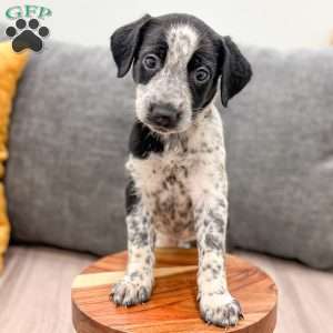 Minnie, Dalmatian Mix Puppy