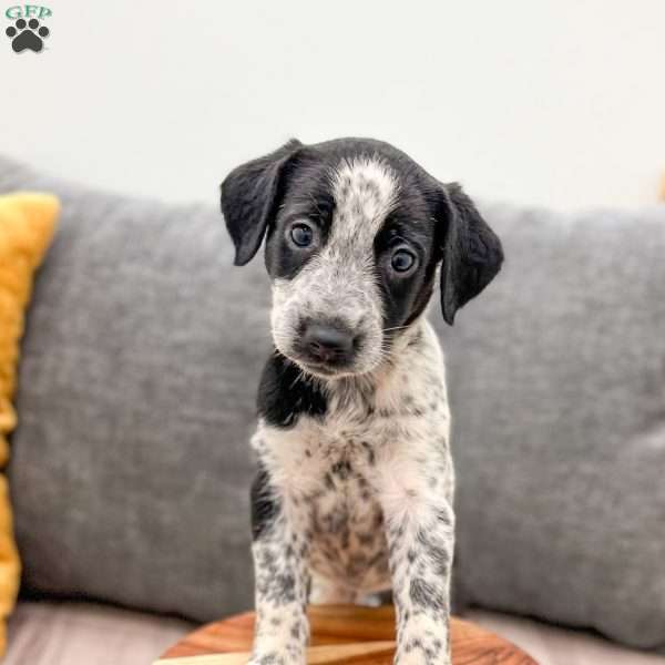 Minnie, Dalmatian Mix Puppy