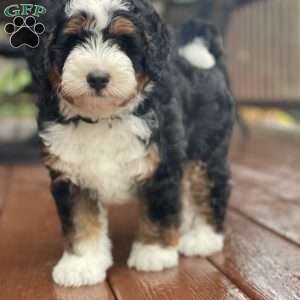 Lola, Mini Bernedoodle Puppy