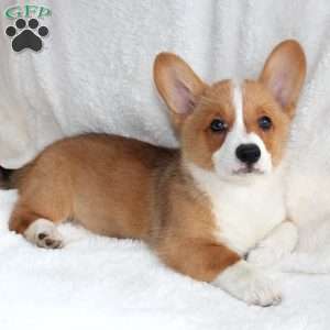 Juno, Pembroke Welsh Corgi Puppy