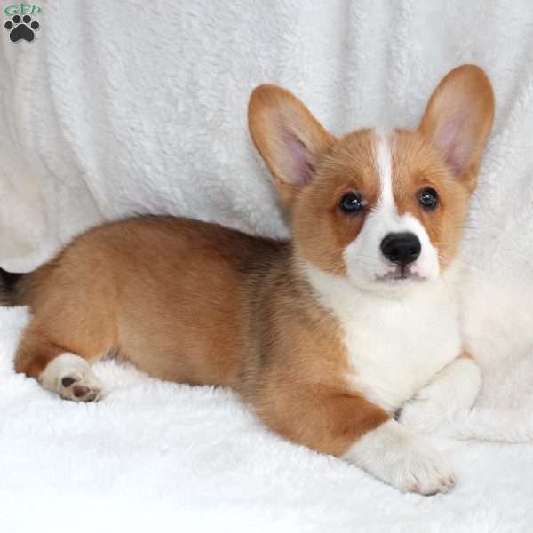 Juno, Pembroke Welsh Corgi Puppy