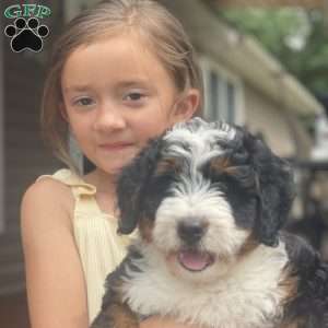 Annie, Mini Bernedoodle Puppy