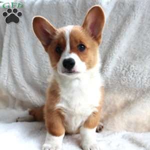 Juno, Pembroke Welsh Corgi Puppy