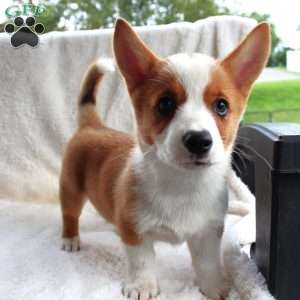 D.Va, Pembroke Welsh Corgi Puppy