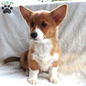 Rumi, Pembroke Welsh Corgi Puppy