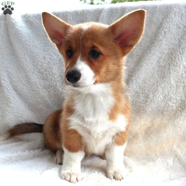 Rumi, Pembroke Welsh Corgi Puppy
