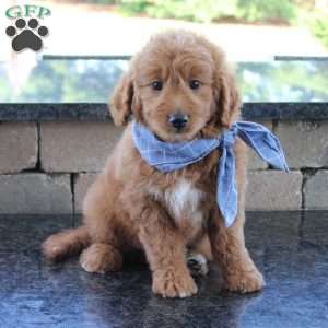 Dirk, Goldendoodle Puppy