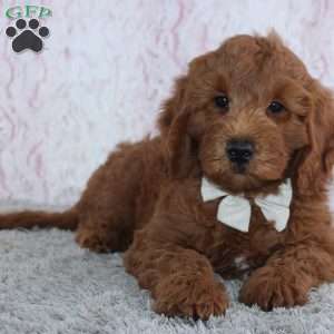 Travis, Mini Goldendoodle Puppy