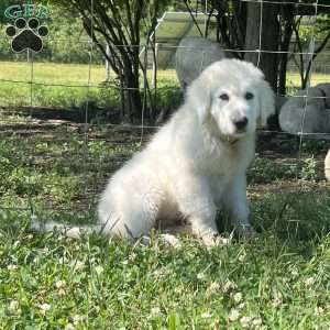 Saint, Maremma Sheepdog Puppy