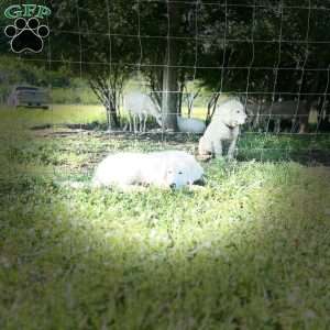 Saint, Maremma Sheepdog Puppy