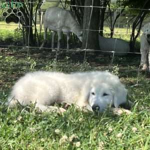 Saint, Maremma Sheepdog Puppy