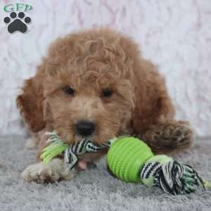 Trista, Mini Goldendoodle Puppy