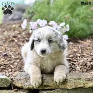Marshal, Australian Shepherd Puppy