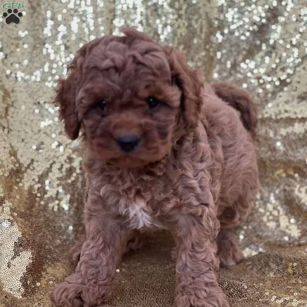 Chloe, Cavapoo Puppy