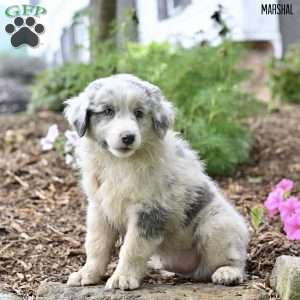 Marshal, Australian Shepherd Puppy