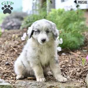 Marshal, Australian Shepherd Puppy