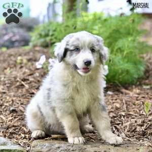 Marshal, Australian Shepherd Puppy
