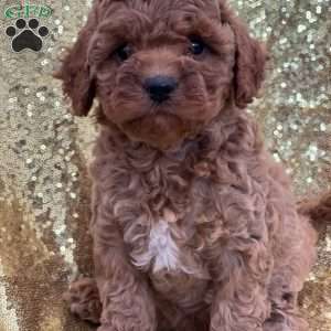 Chloe, Cavapoo Puppy