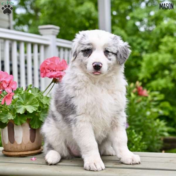 Mason, Australian Shepherd Puppy