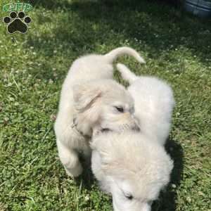 Ambassador, Maremma Sheepdog Puppy