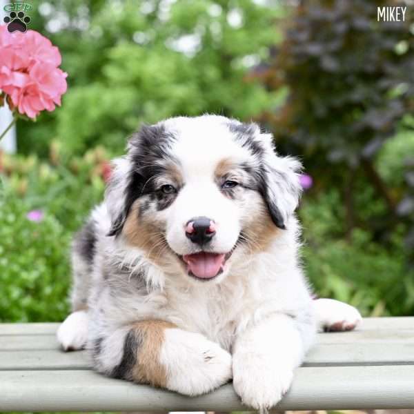 Mikey, Australian Shepherd Puppy