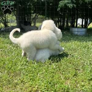 Ambassador, Maremma Sheepdog Puppy