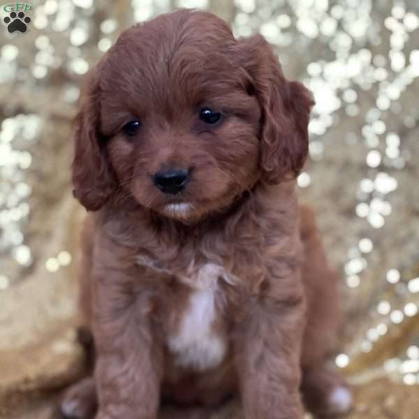 Coco, Cavapoo Puppy