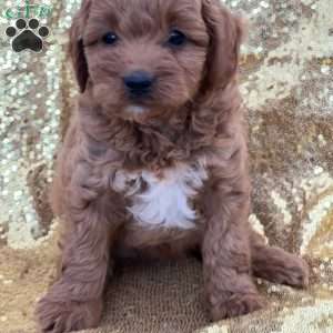 Cinnamon, Cavapoo Puppy
