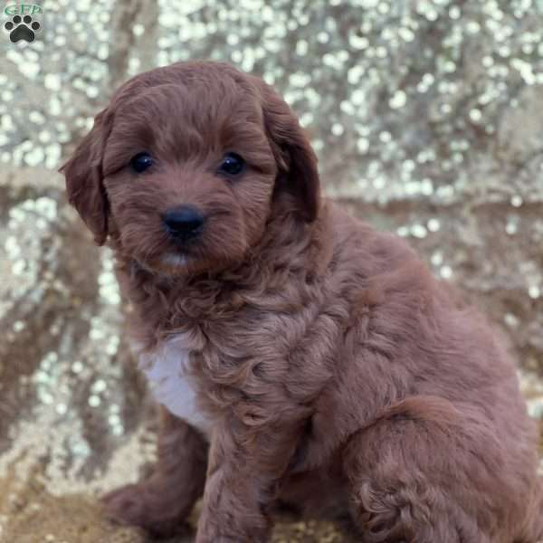 Cinnamon, Cavapoo Puppy