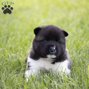 Kenji, Akita Puppy