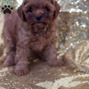 Cookie, Cavapoo Puppy