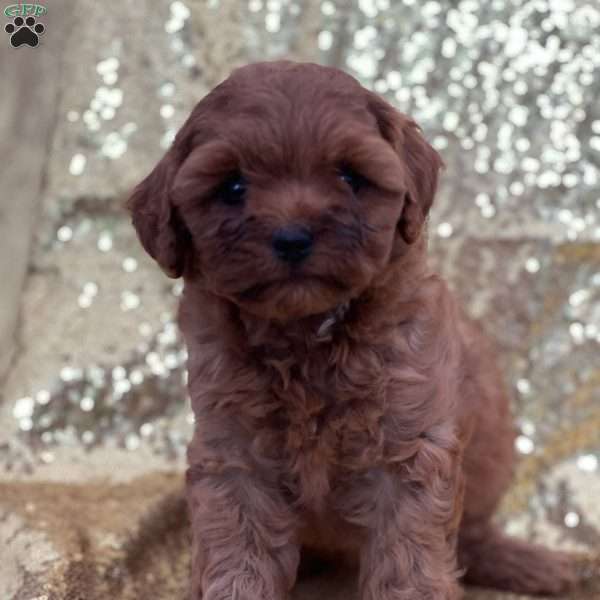 Cookie, Cavapoo Puppy