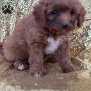 Cubby, Cavapoo Puppy
