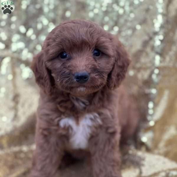 Cubby, Cavapoo Puppy