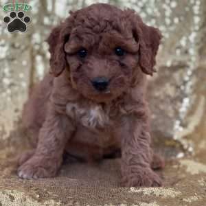 Casper, Cavapoo Puppy