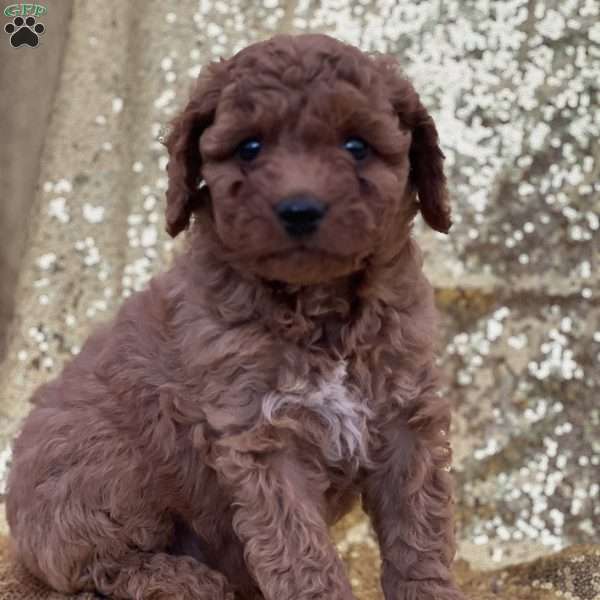 Casper, Cavapoo Puppy