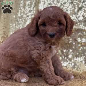 Clavin, Cavapoo Puppy