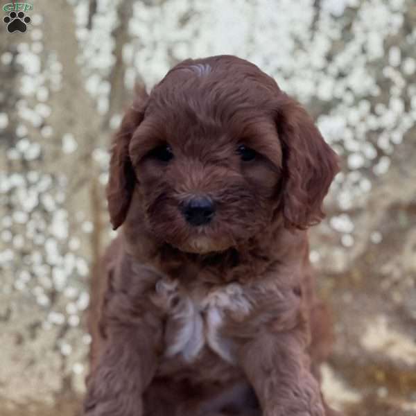 Clavin, Cavapoo Puppy
