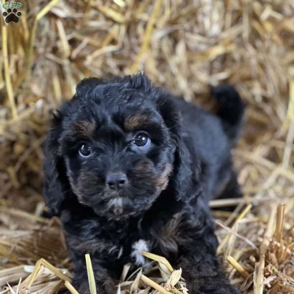 Tessa, Cavapoo Puppy
