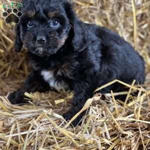 Tessa, Cavapoo Puppy
