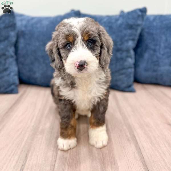 Ringo, Mini Bernedoodle Puppy