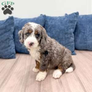 Ringo, Mini Bernedoodle Puppy