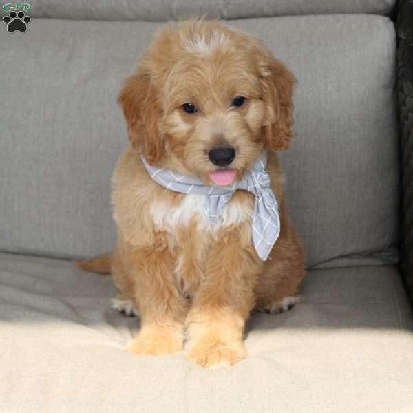 Bo, Goldendoodle Puppy