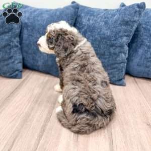Ringo, Mini Bernedoodle Puppy