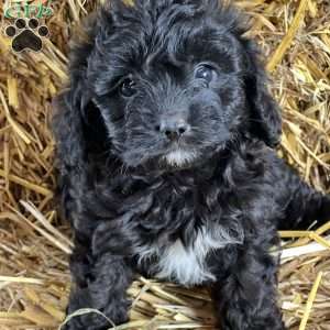 Tina, Cavapoo Puppy